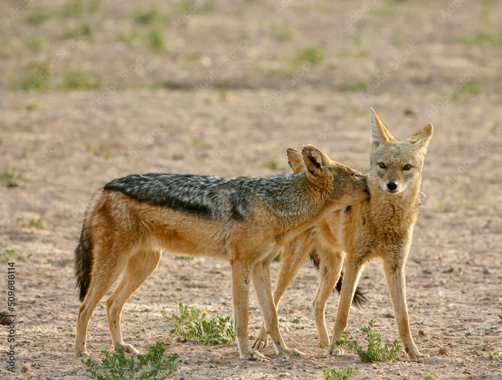 Black-backed Jackal, Kgalagadi, South Africa