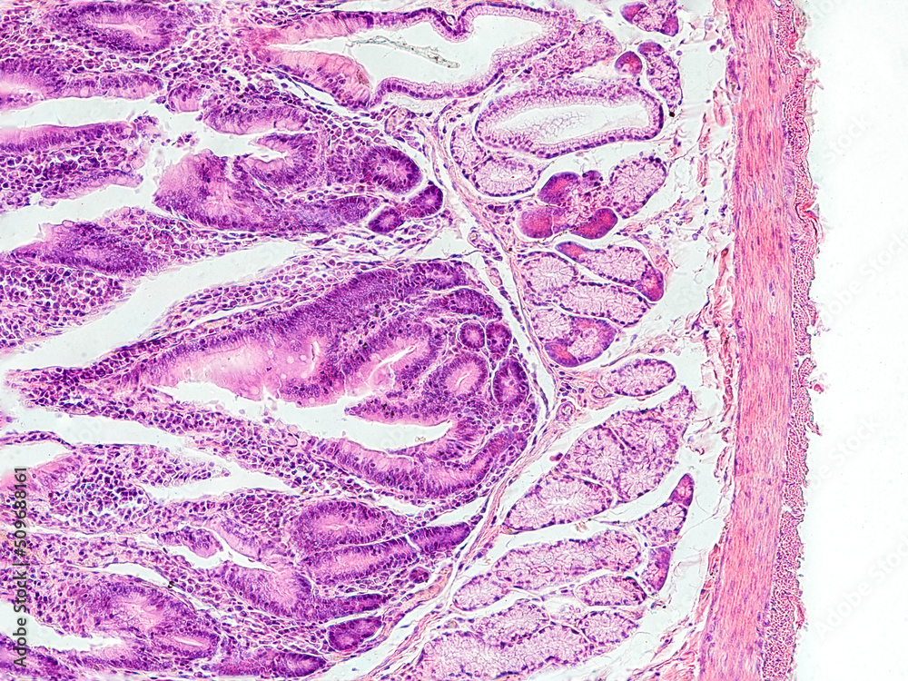 rabbit small intestine cross section under the microscope showing
