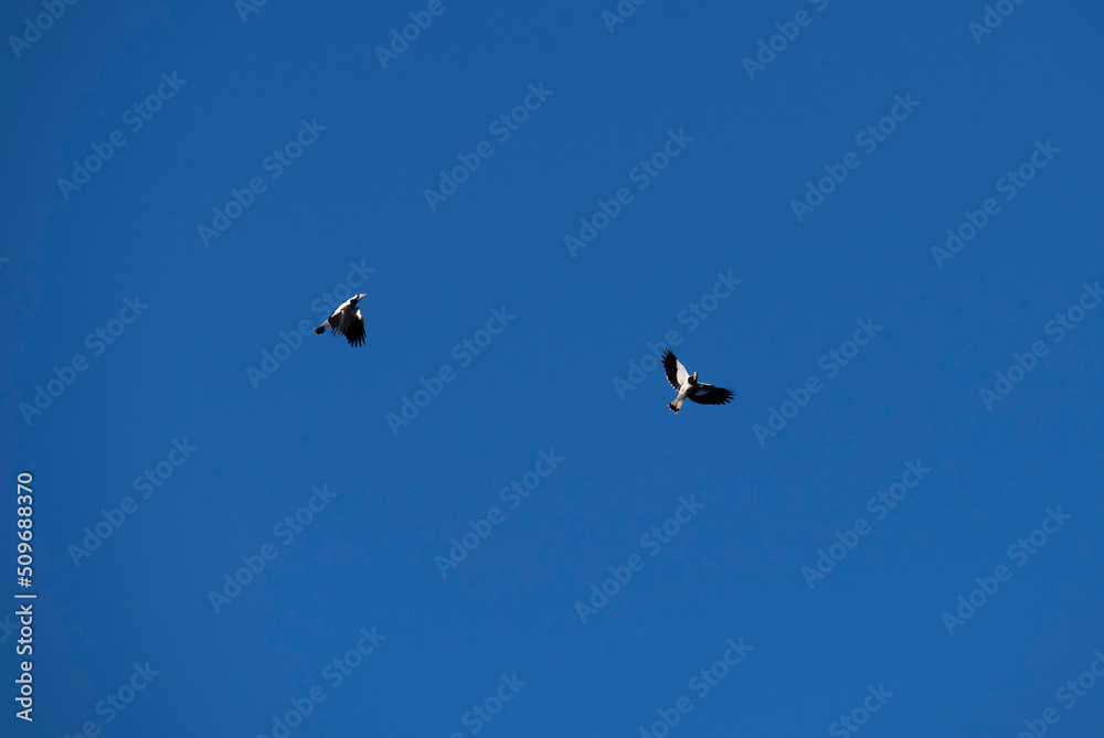 Australian Magpie-Lark (Grallina cyanoleuca) Australian Magpie-Lark (Grallina cyanoleuca)