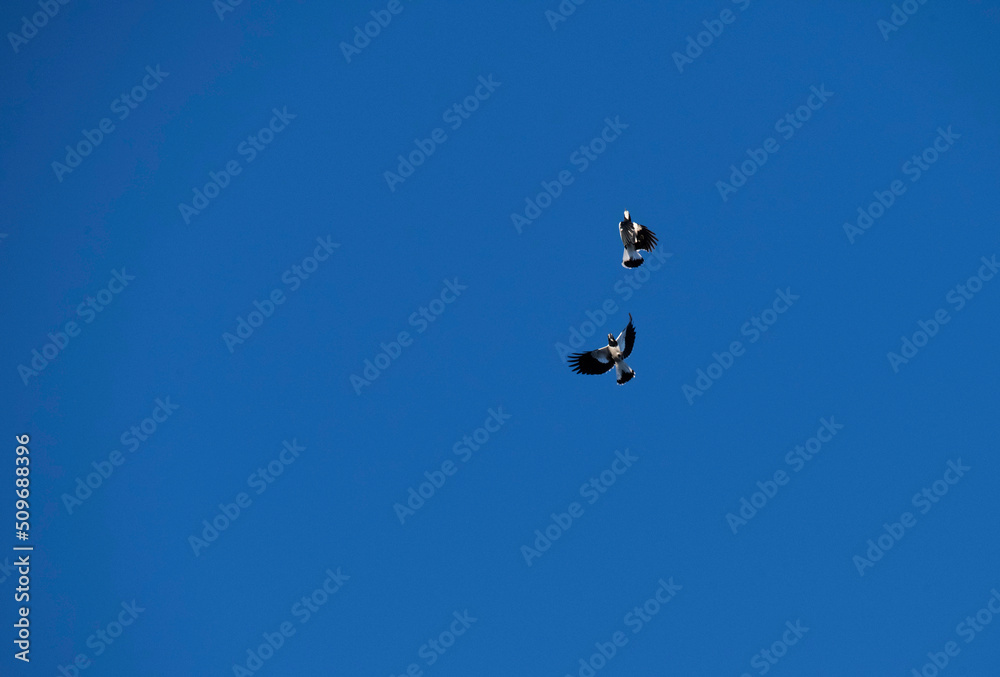 Australian Magpie-Lark (Grallina cyanoleuca) Australian Magpie-Lark (Grallina cyanoleuca)