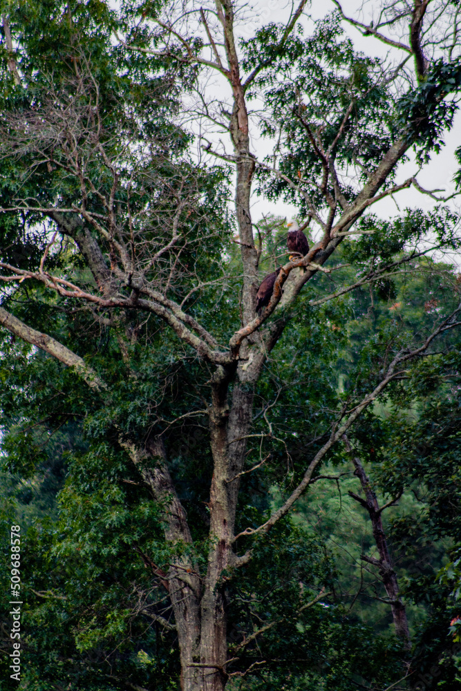 Bald eagle perched