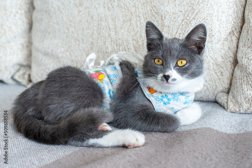 Sick domestic cat lies after surgery at home on sofa in clothes. Postoperative bandage. Care of pet after cavitary operation. Castration, sterilization. Care and treatment. Love for pets.