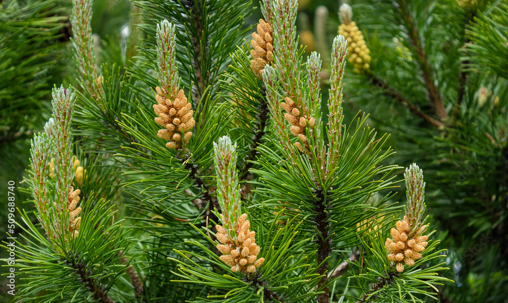 Young shoots of Siberian cedar on a sunny day Young shoots of Siberian cedar on a sunny day