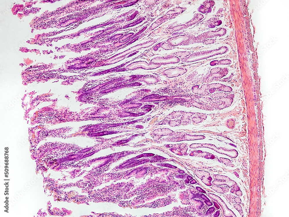 rabbit small intestine cross section under the microscope showing
