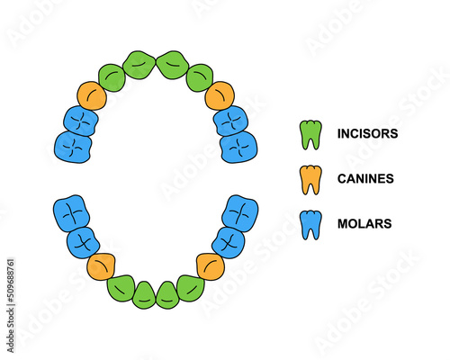 Child teeth dentition anatomy with descriptions. Child upper and lower jaw parts - incisor, canine and molar teeth. Primary tooth colored illustration