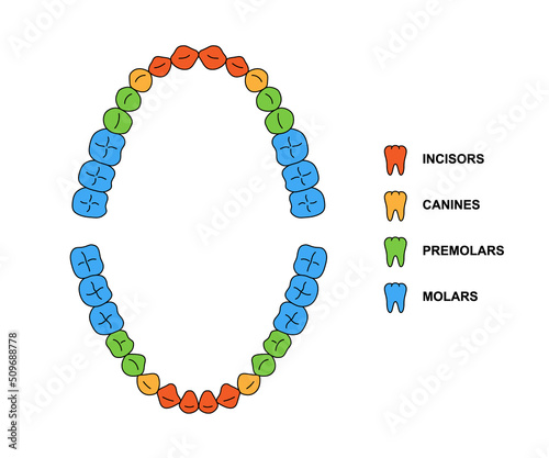 Adult teeth dentition anatomy with descriptions. Upper and lower jaw parts - incisor, canine, premolar and molar teeth. Secondary tooth illustration