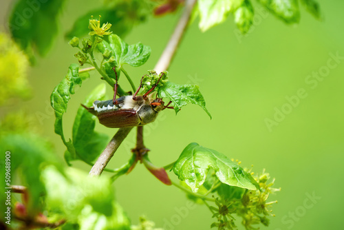 Cockchafer beetle feeding with leaves (Melolontha melolontha)