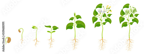 Fotografiet Stages growing green beans