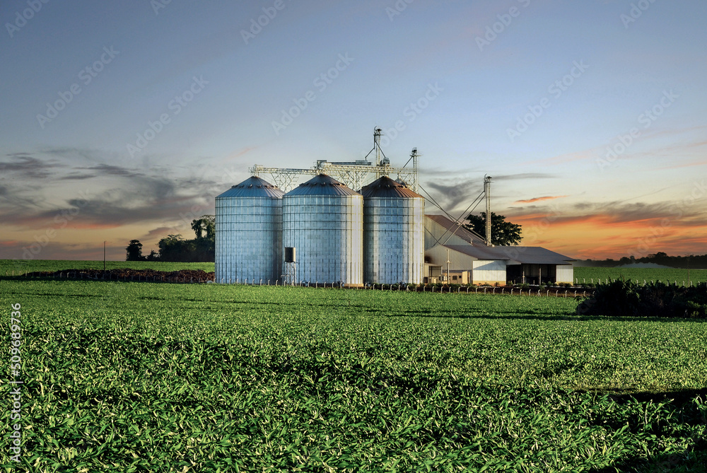 Campo de milho ao entardecer com silos de armazenagem de grãos Campo de milho ao entardecer com silos de armazenagem de grãos
