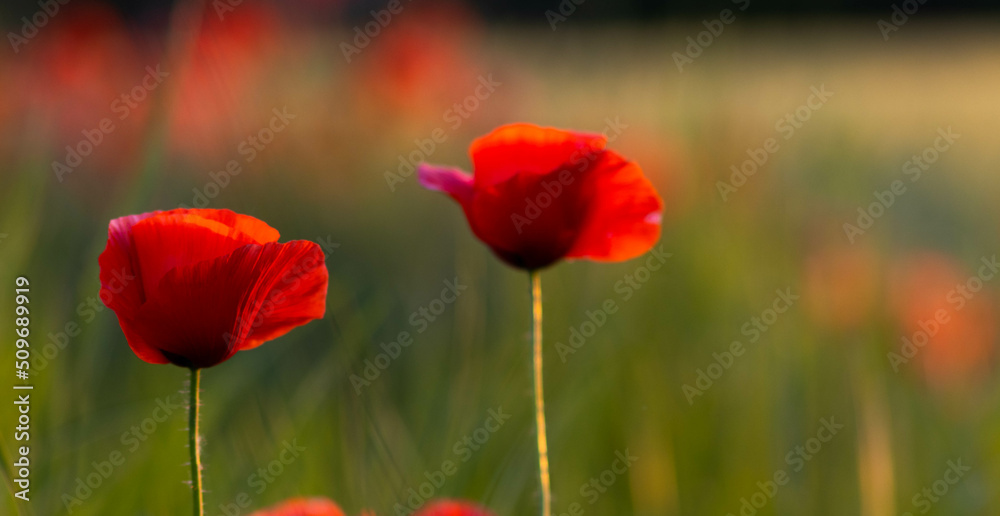 Crop field with poppy flowers in spring. Crop field with poppy flowers in spring.