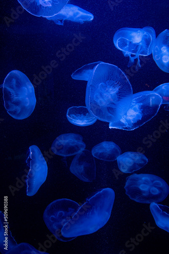 jellyfish in blue water © Timothy
