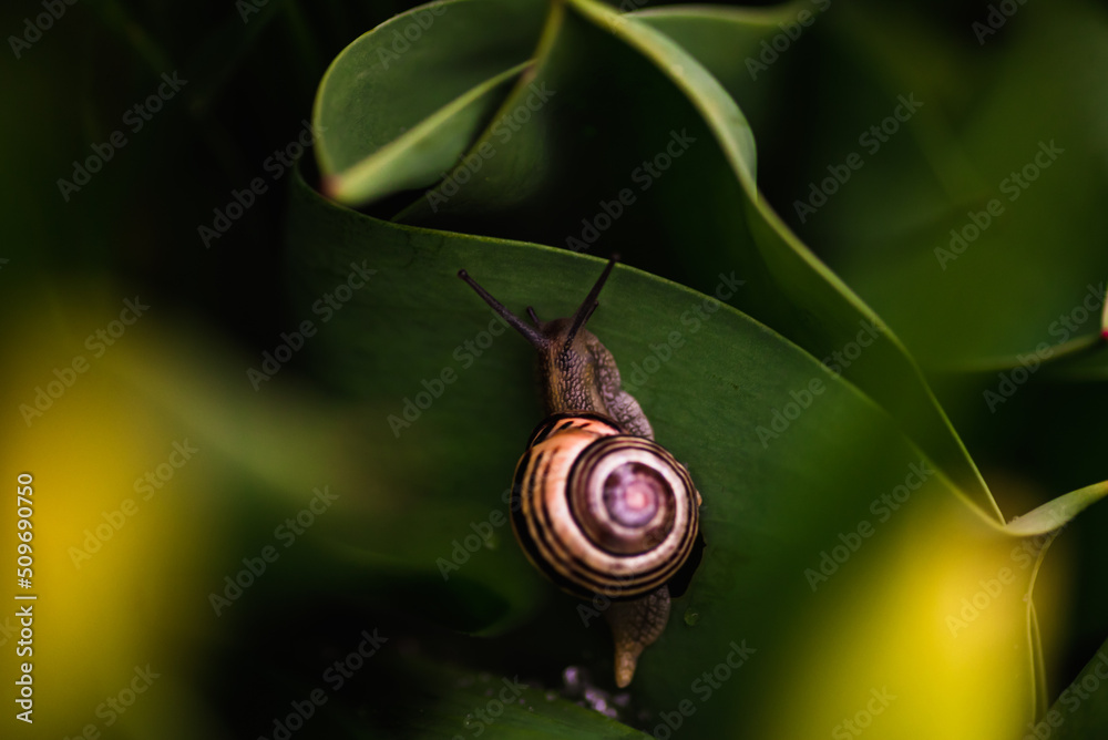 Schnecke