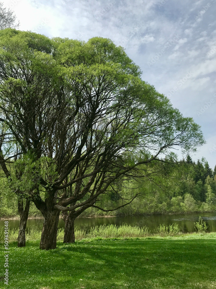 View of the river and the green bank with a tree in spring.