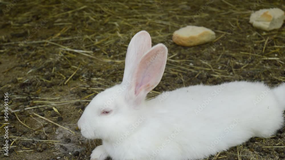 A beautiful white rabbit lies on the ground in a cage A beautiful white rabbit lies on the ground in a cage