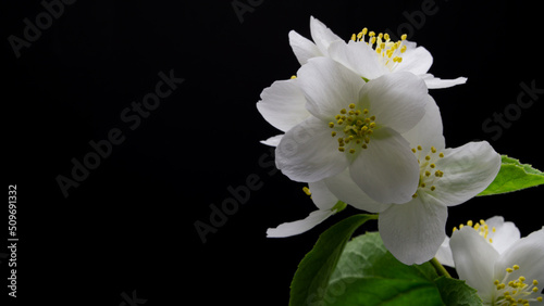 white flowers on black