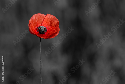 Red poppies on black and white background. Flowers poppies blossom on wild field. Remembrance day concept. Horizontal remembrance day theme poster, greeting cards, headers, website and app.
