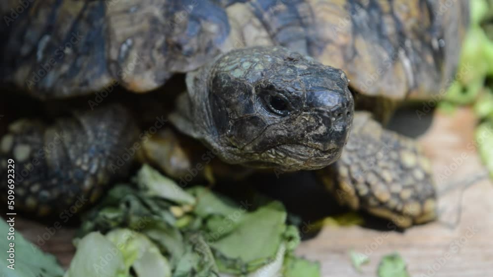 The turtle eats lettuce leaves The turtle eats lettuce leaves