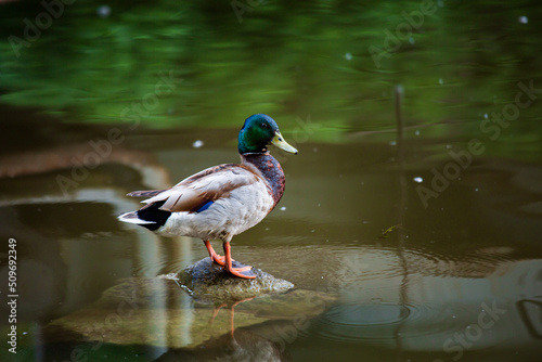 Close-up portrait of a male duck standing on a stone in a pond shot with telephoto lens with nice blurred background and foreground with copy space