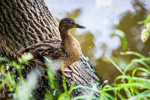 Close-up portrait of a female duck standing on a tree near a pond shot with telephoto lens with nice blurred background and foreground with copy space