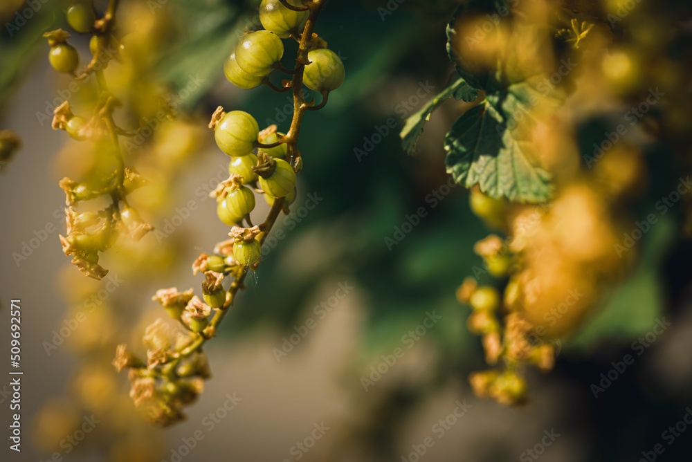 Stachelbeere