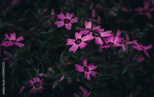 Obraz na płótnie Blumen w salonie