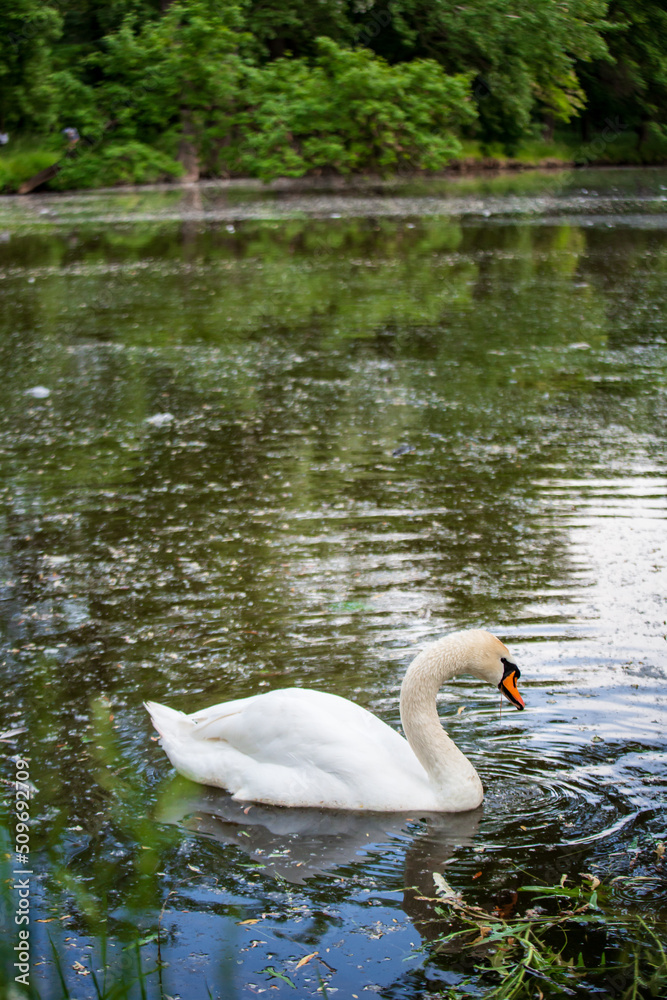 Portrait of a wild white swan swimming alone in a dirty pond shot with telephoto lens with nice blurred background and foreground with copy space Portrait of a wild white swan swimming alone in a dirty pond shot with telephoto lens with nice blurred background and foreground with copy space