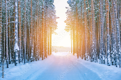 Landscape snowy winter forest. Panoramic view of frost-covered trees in snow drifts. © detry26