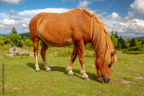 Wild pony at Grayson Highlands © Timothy