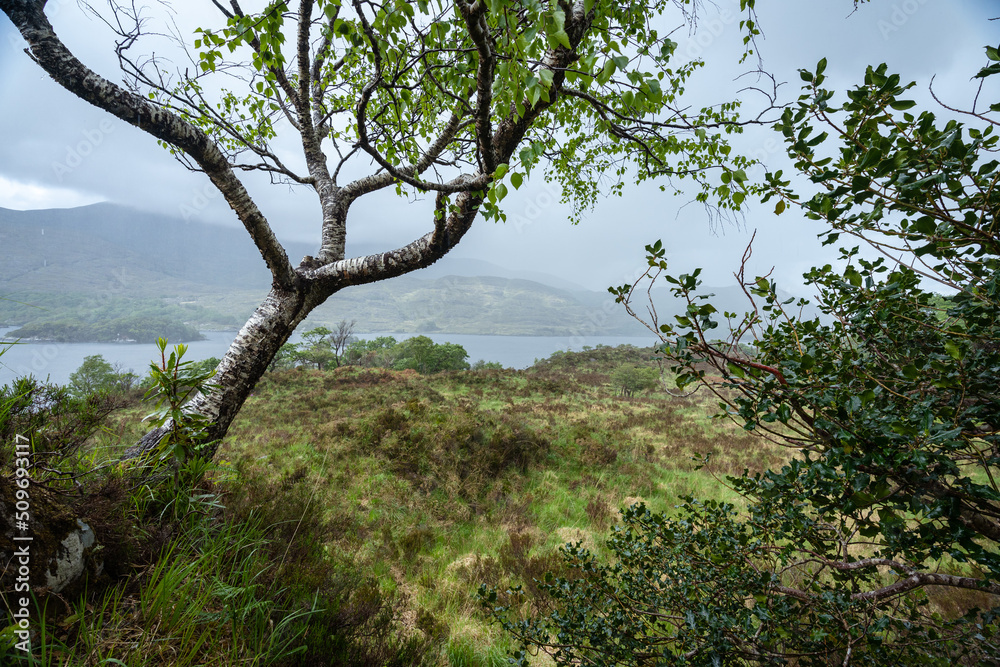 Fototapeta premium paysage d'un parc national irlandais avec un arbre , un lac , de la brume