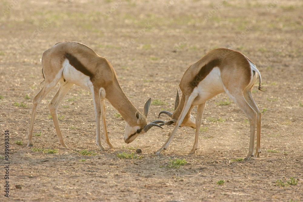 Springbok rams rutting in the Kgalagadi, South Africa Springbok rams rutting in the Kgalagadi, South Africa