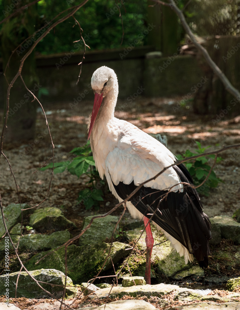 Storch, Bocian