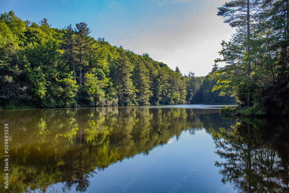 lake in the forest