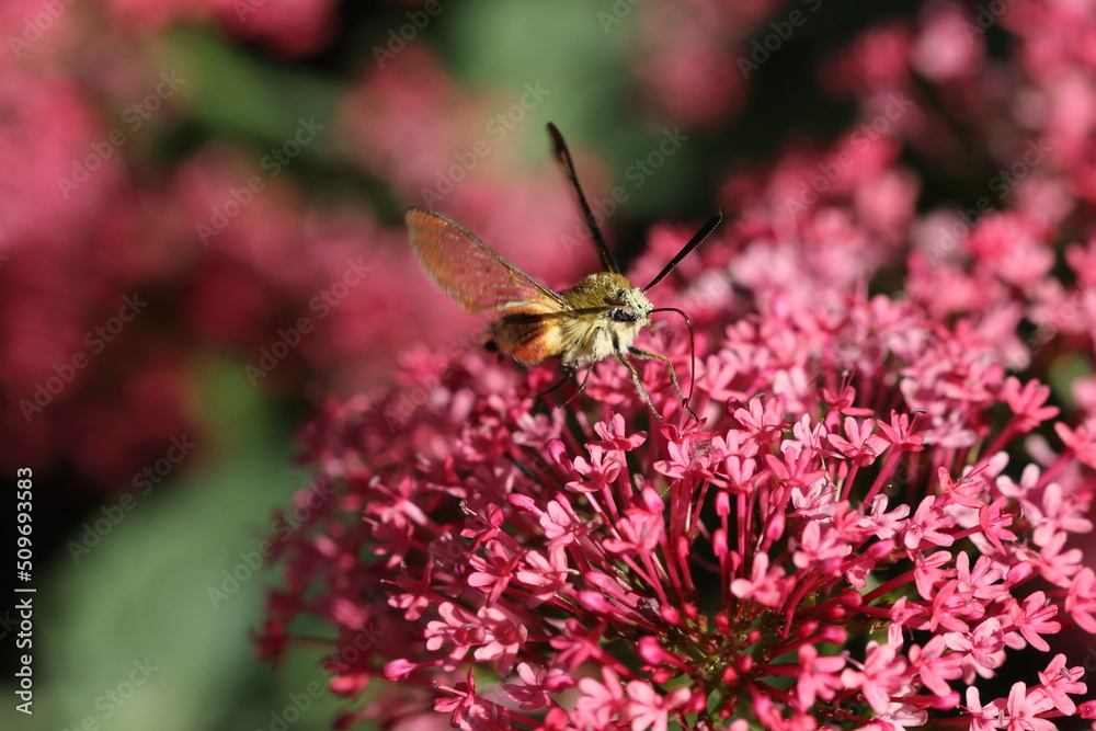 A Broad-bordered Bee Hawkmoth (Hemaris fuciformis) on Red Valerian (Centranthus Ruber) A Broad-bordered Bee Hawkmoth (Hemaris fuciformis) on Red Valerian (Centranthus Ruber)