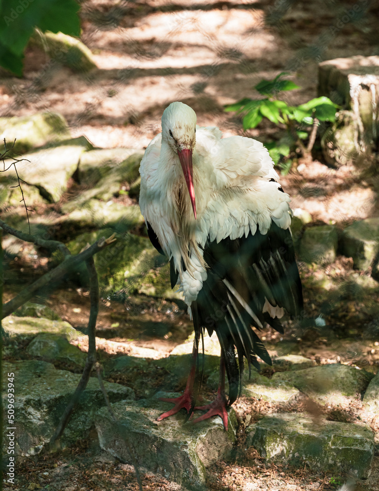 Storch, Bocian
