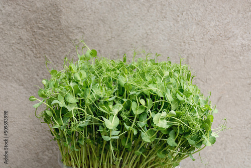 Soft selective focus of green microgreen pea sprouts on concrete wall background. The concept of vegan and healthy eating. Germination of seeds at home. Healthy eating or diet. Copy space.