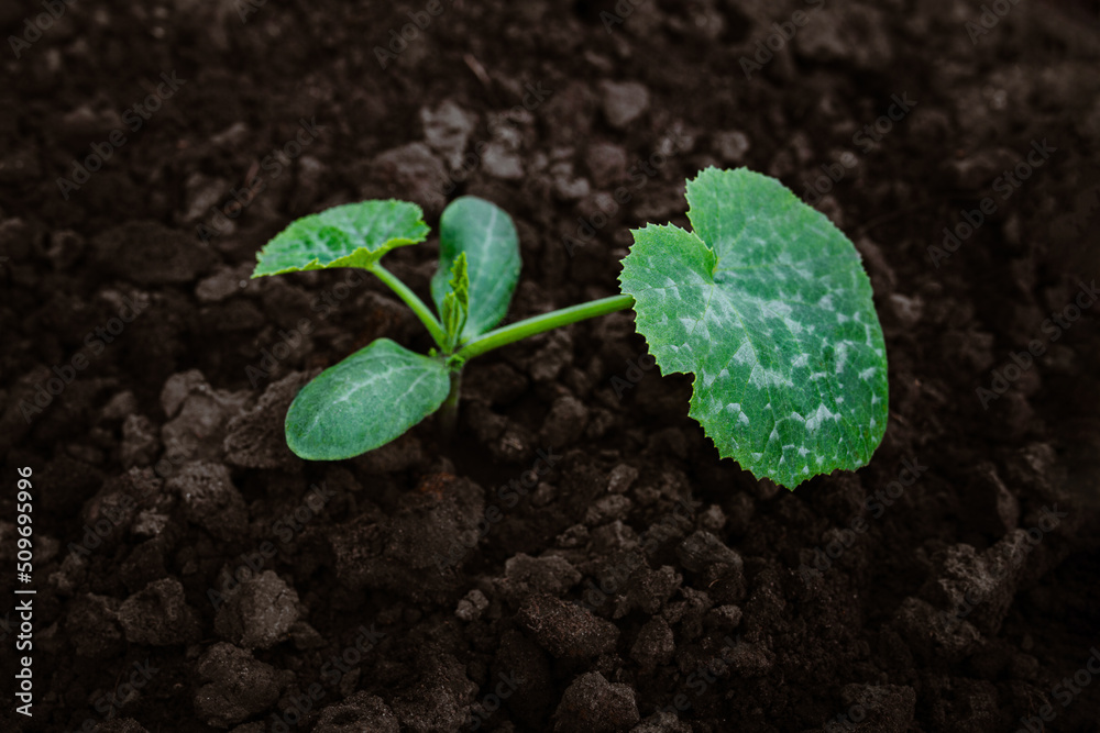Naklejka premium A young sapling of zucchini grows in the ground in the garden