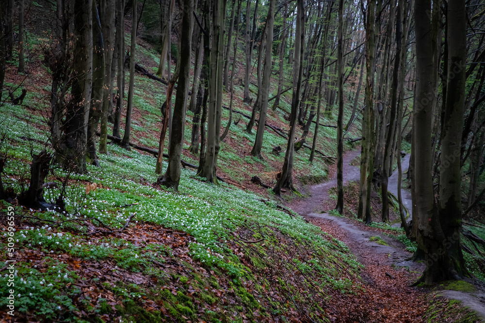 Obraz premium Nature German forests in spring
