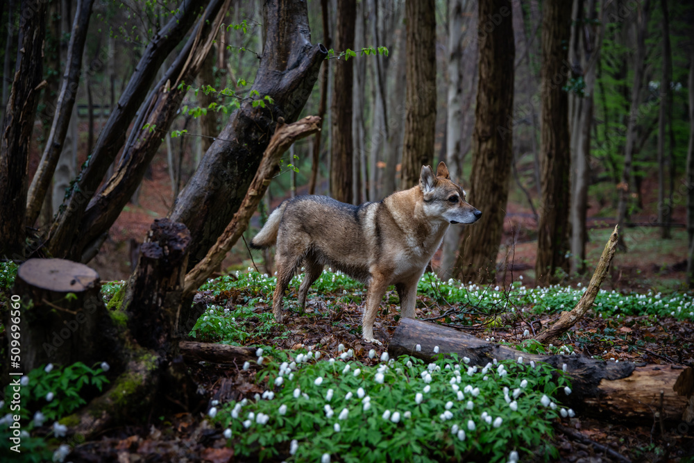 Obraz premium Nature German forests in spring