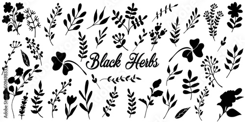 Black silhouettes of herbs. Hand drawn set of design elements isolated on white background. photo