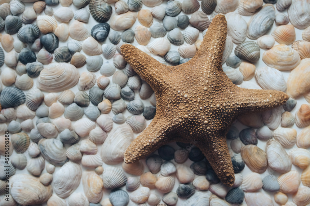 Seashells and one large brown starfish lie on white paper. Composition from a set of shellfish shells. Background with copy space. Top view, mockup. Seashells and one large brown starfish lie on white paper. Composition from a set of shellfish shells. Background with copy space. Top view, mockup.