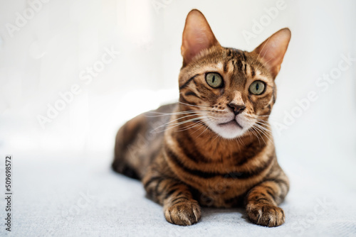 Bengal cat lies on a white background and looks to the side. Home kitten on the sofa