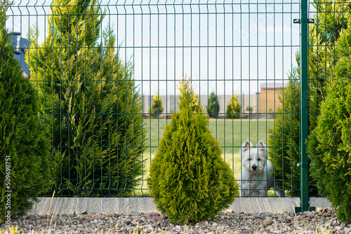 A white domestic dog in front of the house sits behind a fence on the lawn. Puppy on the grass