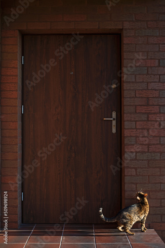Bengal cat stands in front of the door to the house. Domestic kitten asks to come inside