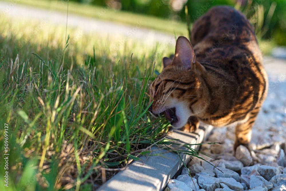 Obraz premium Bengal cat eats grass in front of the house. Domestic cat walks on the street. Kitten eats vitamins