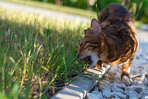 Bengal cat eats grass in front of the house. Domestic cat walks on the street. Kitten eats vitamins