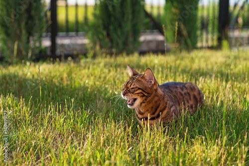 Bengal cat is standing in the grass at sunset. Domestic cat walks on the street. kitten meowing