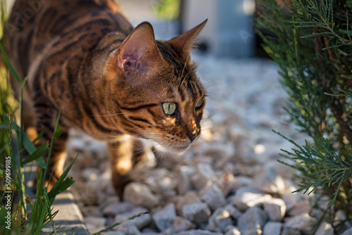 Bengal cat hunts from behind a bush. Domestic kitten is hiding on the street. plays hide and seek