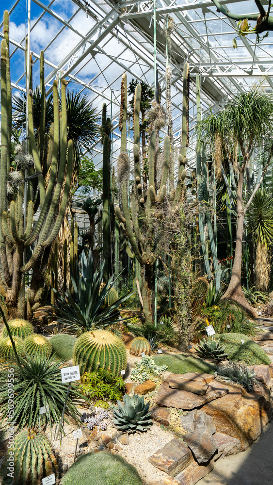 Fototapeta premium cactus garden