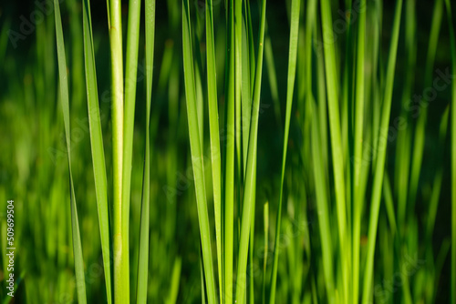 Spring fresh grass and sunshine. Plants for the background. Photo for design ...