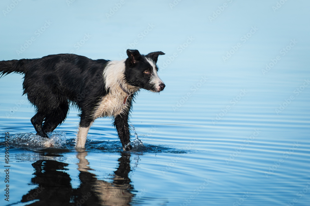 Perro de raza Border Collie joven cachorro jugando en la costa de la playa con aguas marítimas azules, perro caminando en la orilla del mar